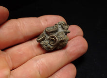 Load image into Gallery viewer, Full pyrite multi-ammonite fossil (29 mm) Crucilobiceras
