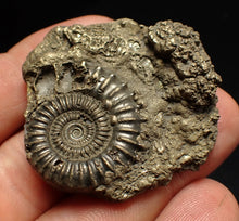 Load image into Gallery viewer, Pyrite multi-ammonite fossil (42 mm) Crucilobiceras