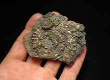 Load image into Gallery viewer, Large pyrite multi-ammonite fossil (76 mm) Crucilobiceras