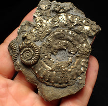 Load image into Gallery viewer, Large pyrite multi-ammonite fossil (76 mm) Crucilobiceras