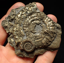 Load image into Gallery viewer, Large pyrite multi-ammonite fossil (76 mm) Crucilobiceras