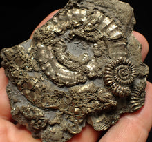 Load image into Gallery viewer, Large pyrite multi-ammonite fossil (76 mm) Crucilobiceras