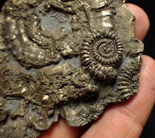 Load image into Gallery viewer, Large pyrite multi-ammonite fossil (76 mm) Crucilobiceras