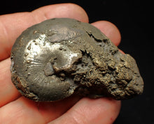 Load image into Gallery viewer, Oxynoticeras pyrite ammonite fossil (56mm)