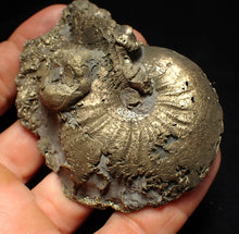 Load image into Gallery viewer, Large Oxynoticeras pyrite ammonite fossil (80mm)