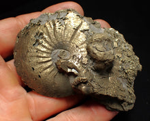 Load image into Gallery viewer, Large Oxynoticeras pyrite ammonite fossil (80mm)