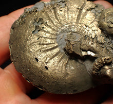 Load image into Gallery viewer, Large Oxynoticeras pyrite ammonite fossil (80mm)
