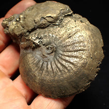 Load image into Gallery viewer, Large Oxynoticeras pyrite ammonite fossil (80mm)