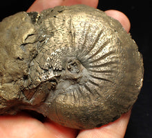 Load image into Gallery viewer, Large Oxynoticeras pyrite ammonite fossil (80mm)