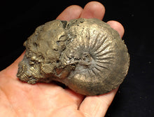 Load image into Gallery viewer, Large Oxynoticeras pyrite ammonite fossil (80mm)