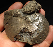 Load image into Gallery viewer, Large Oxynoticeras pyrite ammonite fossil (76mm)