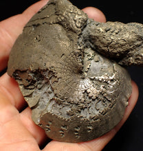 Load image into Gallery viewer, Large Oxynoticeras pyrite ammonite fossil (76mm)