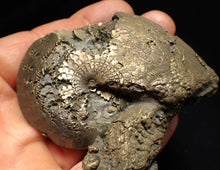 Load image into Gallery viewer, Large Oxynoticeras pyrite ammonite fossil (76mm)
