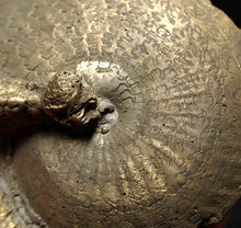 Load image into Gallery viewer, Large Oxynoticeras pyrite ammonite fossil (76mm)