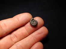 Load image into Gallery viewer, Crucilobiceras pyrite ammonite fossil (13 mm)