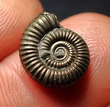 Load image into Gallery viewer, Crucilobiceras pyrite ammonite fossil (13 mm)