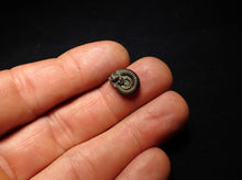 Load image into Gallery viewer, Crucilobiceras pyrite ammonite fossil (13 mm)