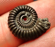 Load image into Gallery viewer, Crucilobiceras pyrite ammonite fossil (16 mm)