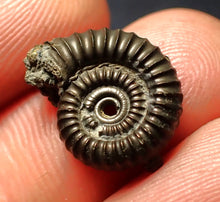 Load image into Gallery viewer, Crucilobiceras pyrite ammonite fossil (16 mm)