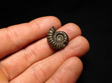 Load image into Gallery viewer, Promicroceras pyritosum ammonite fossil with bite mark (21 mm)