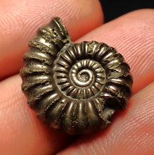 Load image into Gallery viewer, Promicroceras pyritosum ammonite fossil with bite mark (21 mm)