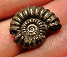 Load image into Gallery viewer, Promicroceras pyritosum ammonite fossil with bite mark (21 mm)