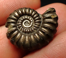 Load image into Gallery viewer, Promicroceras pyritosum ammonite fossil with bite mark (21 mm)