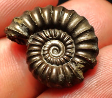 Load image into Gallery viewer, Promicroceras pyritosum ammonite fossil with bite mark (21 mm)