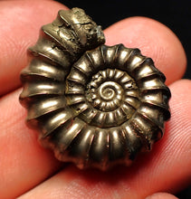 Load image into Gallery viewer, Huge Promicroceras pyritosum ammonite fossil (29 mm)