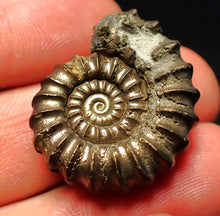 Load image into Gallery viewer, Huge Promicroceras pyritosum ammonite fossil (29 mm)