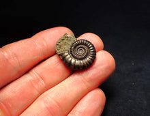 Load image into Gallery viewer, Large perfect Crucilobiceras pyrite ammonite fossil (27 mm)