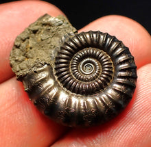 Load image into Gallery viewer, Large perfect Crucilobiceras pyrite ammonite fossil (27 mm)