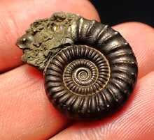 Load image into Gallery viewer, Large perfect Crucilobiceras pyrite ammonite fossil (27 mm)