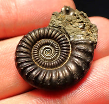Load image into Gallery viewer, Large perfect Crucilobiceras pyrite ammonite fossil (27 mm)