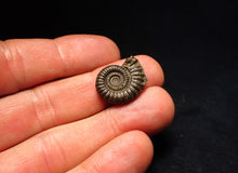 Load image into Gallery viewer, Crucilobiceras pyrite ammonite fossil (21 mm)