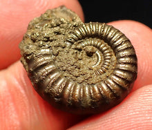 Load image into Gallery viewer, Crucilobiceras pyrite ammonite fossil (21 mm)