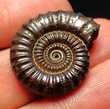 Load image into Gallery viewer, Crucilobiceras pyrite ammonite fossil (26 mm)