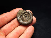 Load image into Gallery viewer, Echioceras pyrite ammonite fossil (35 mm)