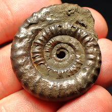 Load image into Gallery viewer, Echioceras pyrite ammonite fossil (35 mm)