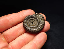 Load image into Gallery viewer, Echioceras pyrite ammonite fossil (35 mm)