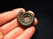Load image into Gallery viewer, Echioceras pyrite ammonite fossil (36 mm)