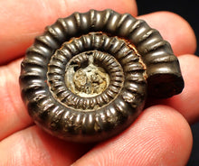 Load image into Gallery viewer, Echioceras pyrite ammonite fossil (36 mm)