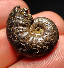 Load image into Gallery viewer, Uncommon Gleviceras pyrite ammonite fossil (24 mm)