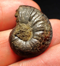 Load image into Gallery viewer, Uncommon Gleviceras pyrite ammonite fossil (24 mm)