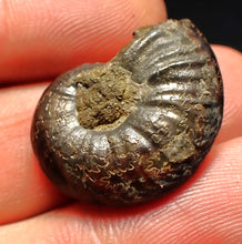 Load image into Gallery viewer, Uncommon Gleviceras pyrite ammonite fossil (24 mm)