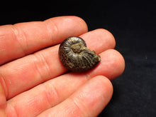 Load image into Gallery viewer, Uncommon Gleviceras pyrite ammonite fossil (24 mm)