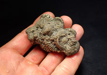 Load image into Gallery viewer, Large pyrite multi-ammonite fossil Crucilobiceras (65 mm)
