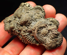 Load image into Gallery viewer, Large pyrite multi-ammonite fossil Crucilobiceras (65 mm)
