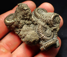 Load image into Gallery viewer, Large pyrite multi-ammonite fossil Crucilobiceras (65 mm)