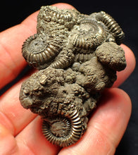 Load image into Gallery viewer, Large pyrite multi-ammonite fossil Crucilobiceras (65 mm)